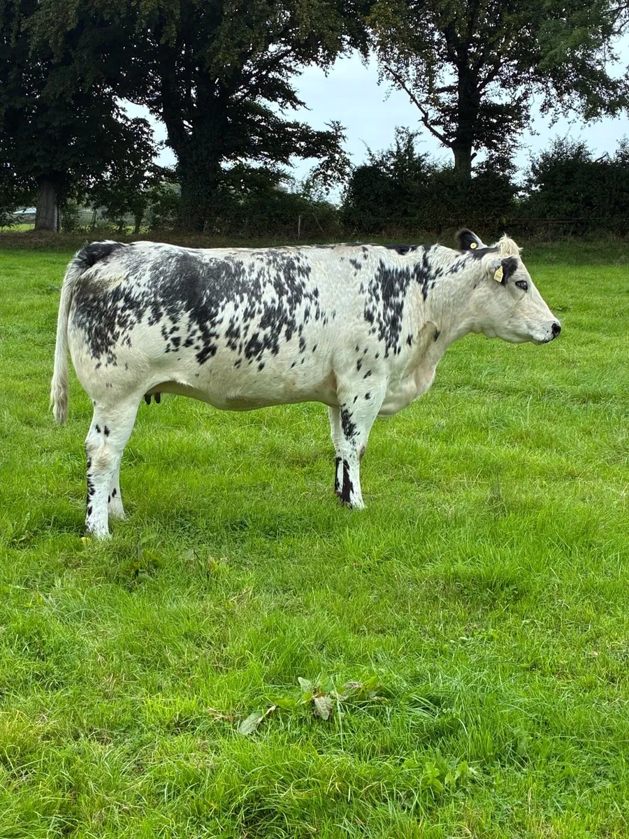 Incalf heifers - Image 2
