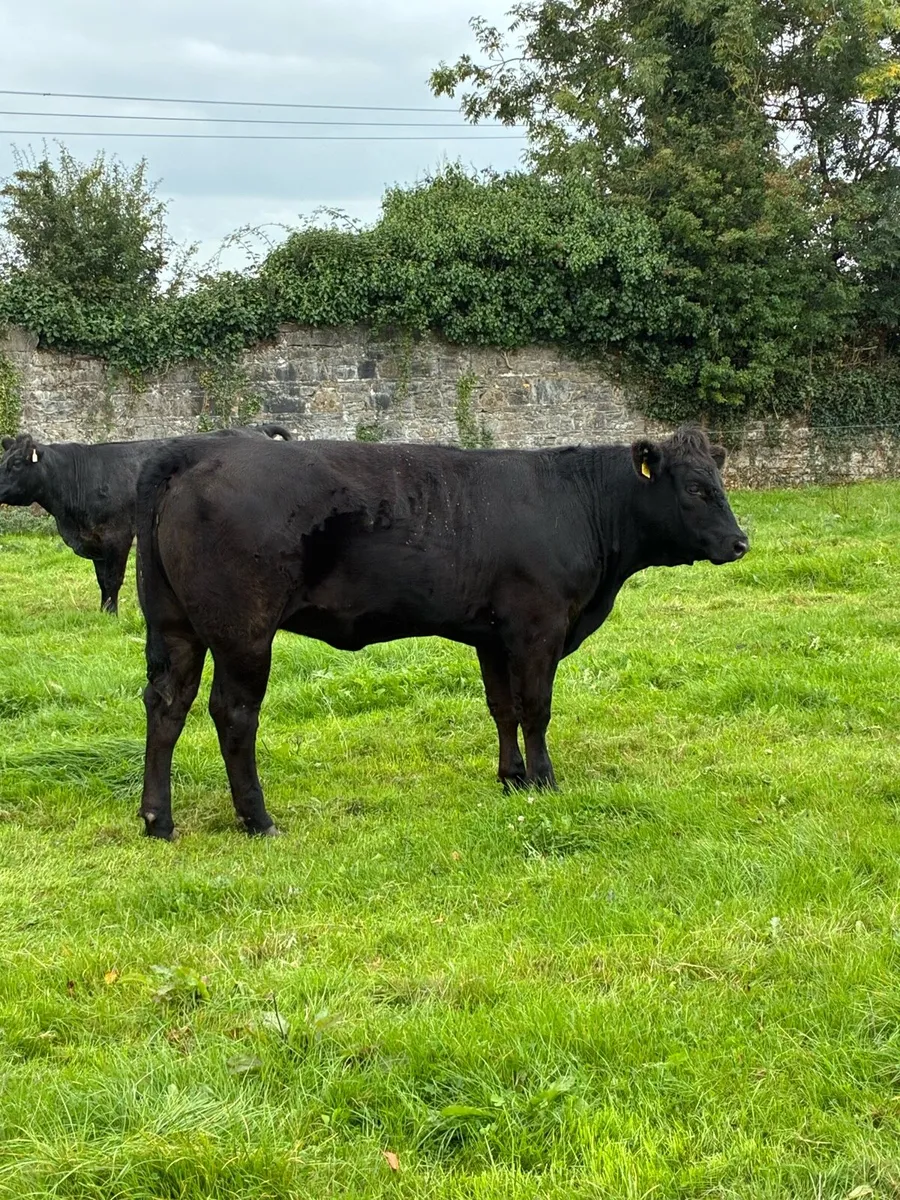 Incalf heifers - Image 3
