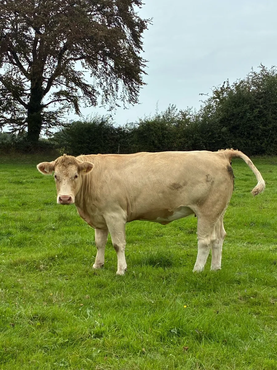Incalf heifers - Image 4