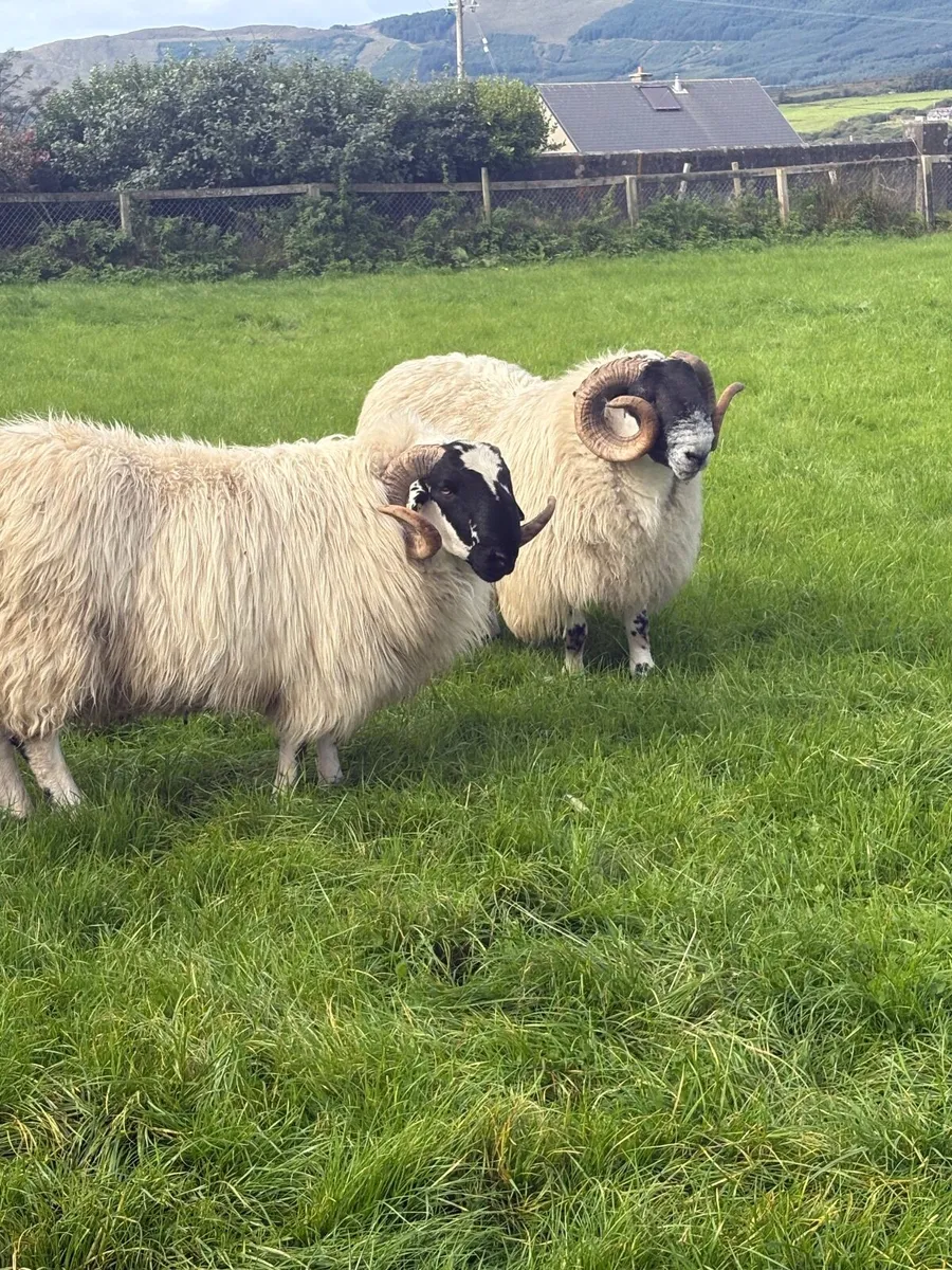 Sheep - Image 1