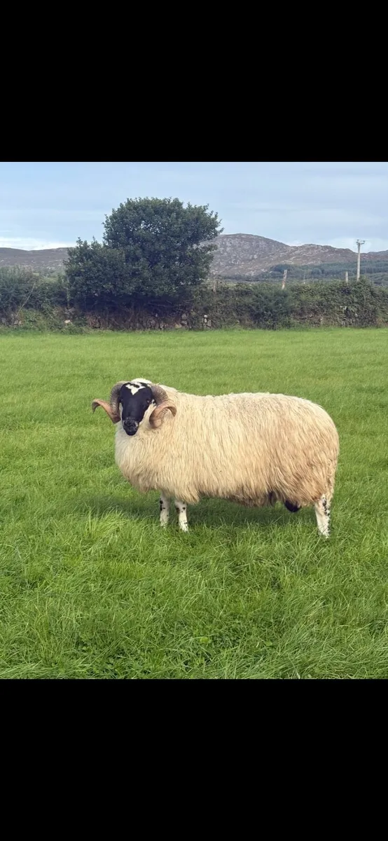 Sheep - Image 2