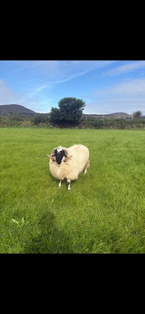 Sheep - Image 3