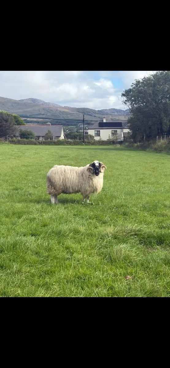 Sheep - Image 4