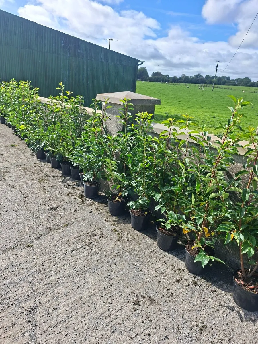 Portuguese Laurel - Image 2