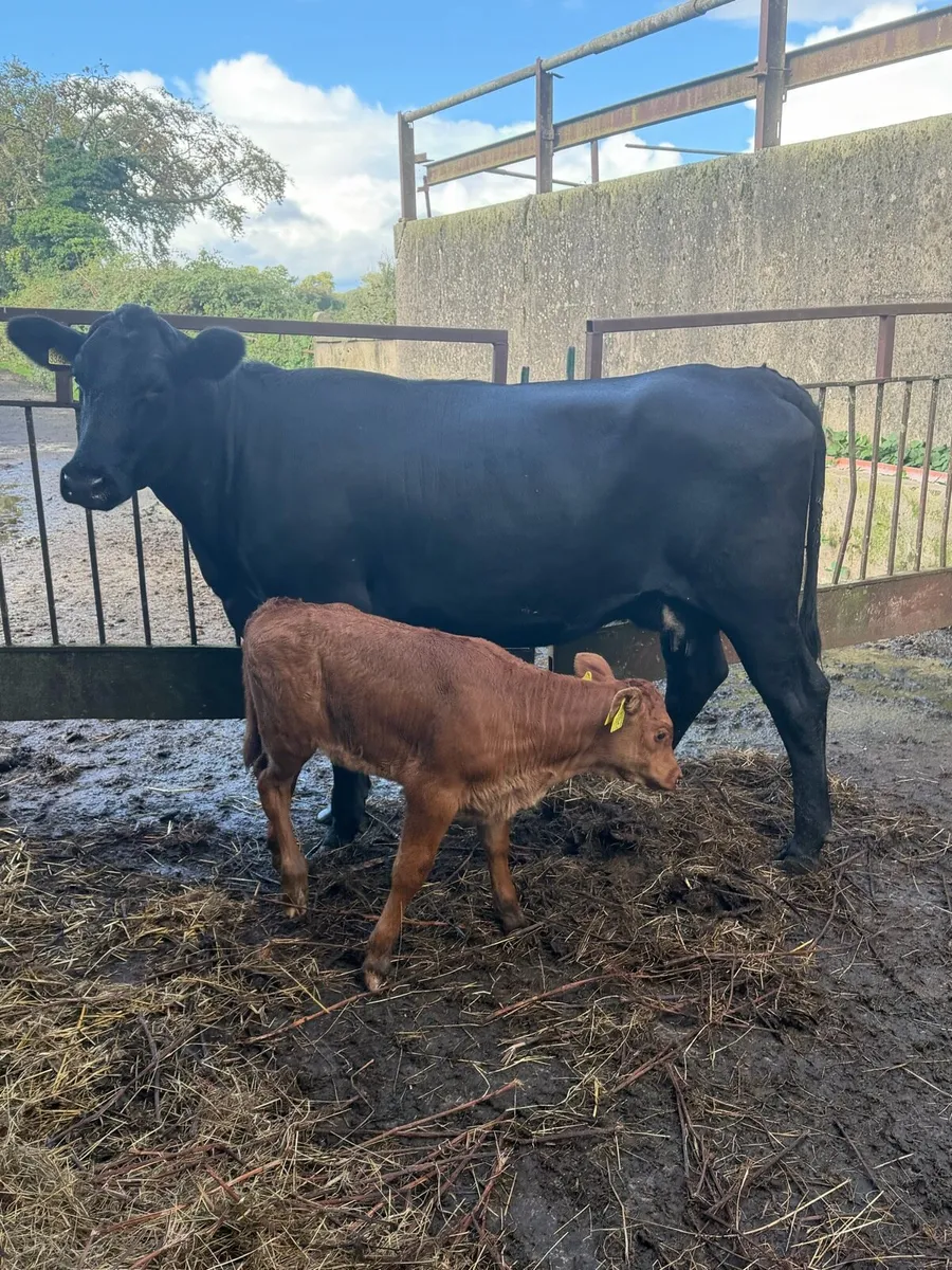 Angus Heifer with calf at foot - Image 1