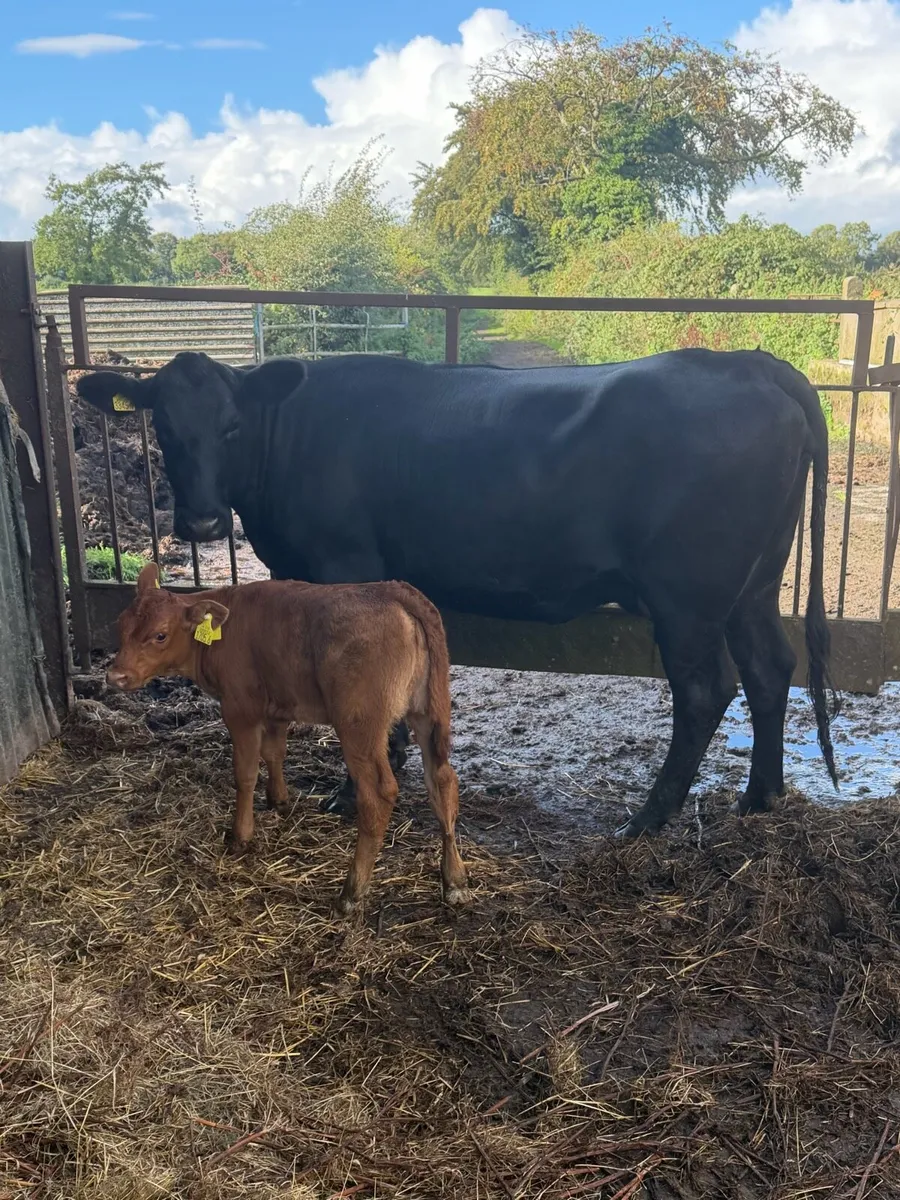 Angus Heifer with calf at foot - Image 2