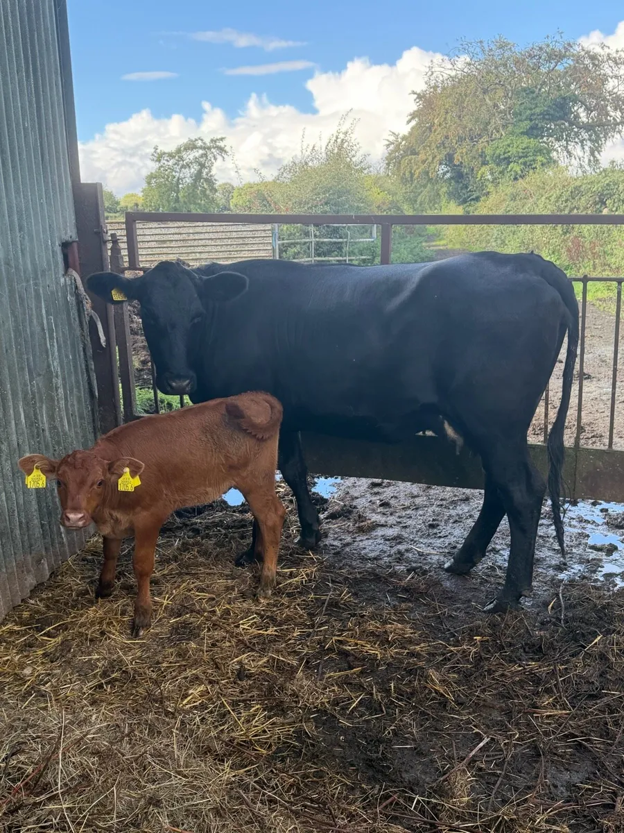 Angus Heifer with calf at foot - Image 3