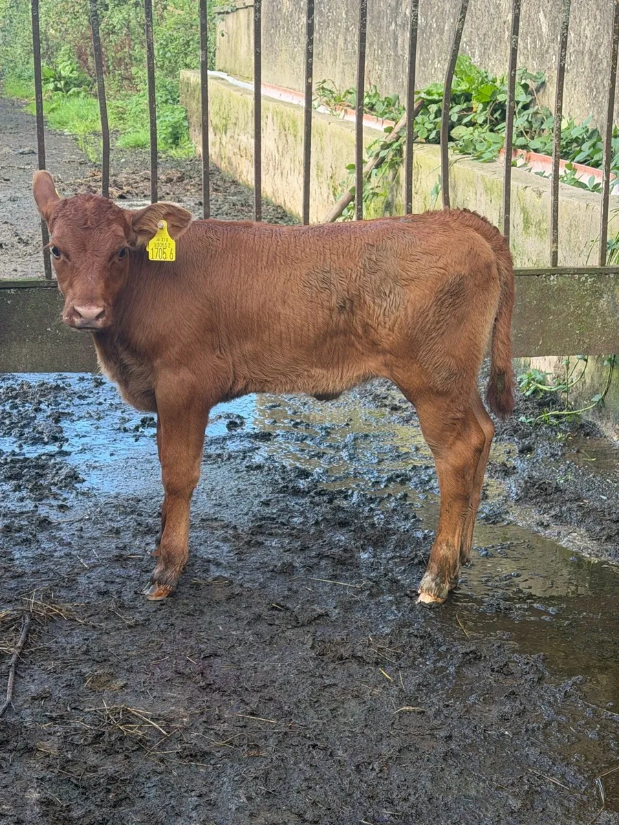 Angus Heifer with calf at foot - Image 4