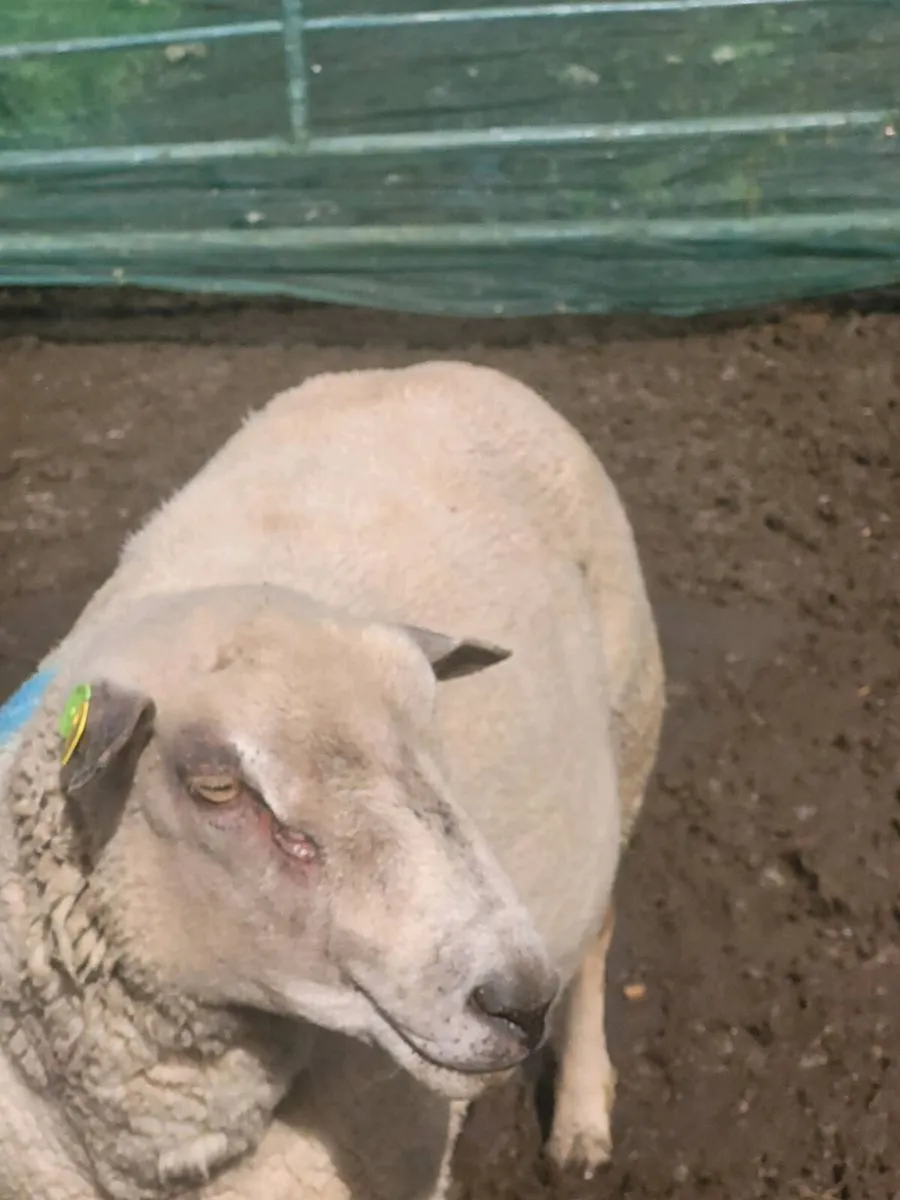 Organic sheep - Image 2