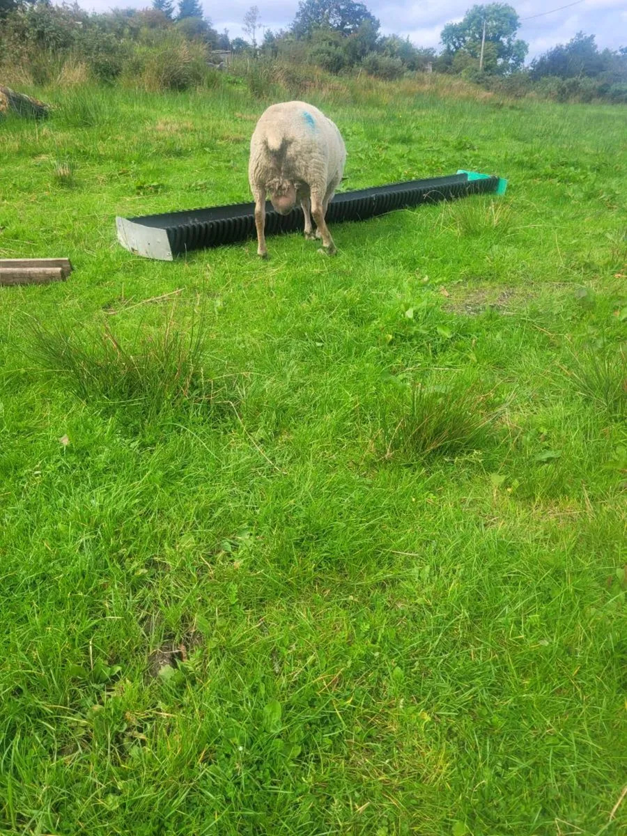 Organic sheep - Image 3