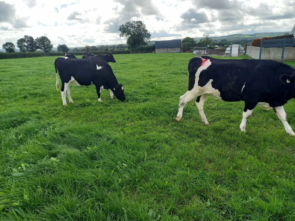 Incalf freisin heifers - Image 2