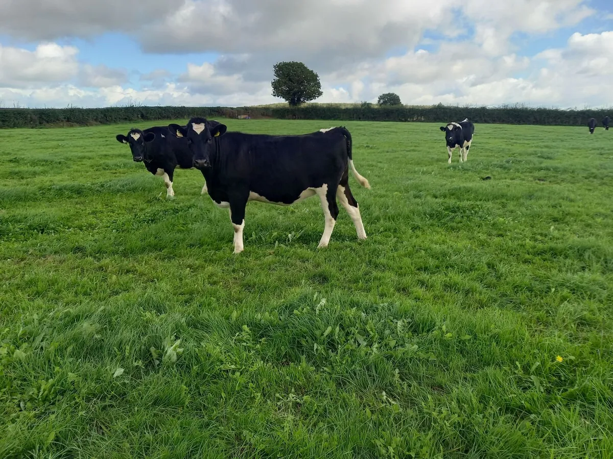 Incalf freisin heifers - Image 3