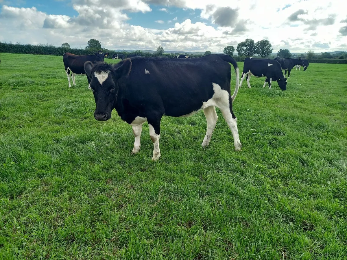 Incalf freisin heifers - Image 1