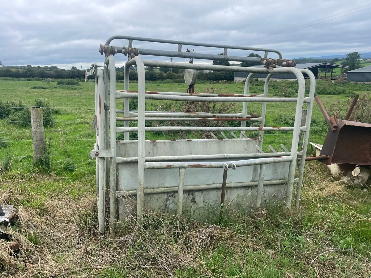 Livestock weighing scales - Image 1