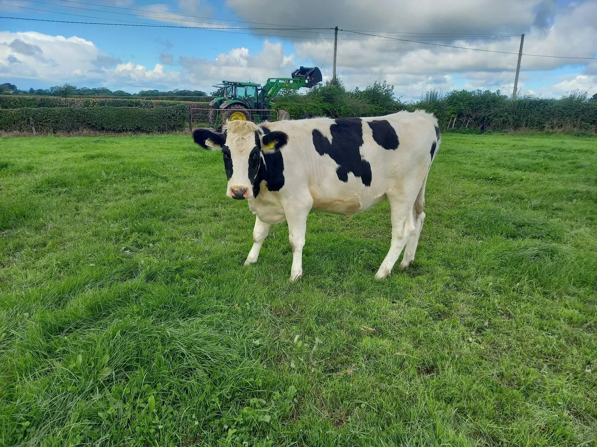 Incalf freisin heifers - Image 4