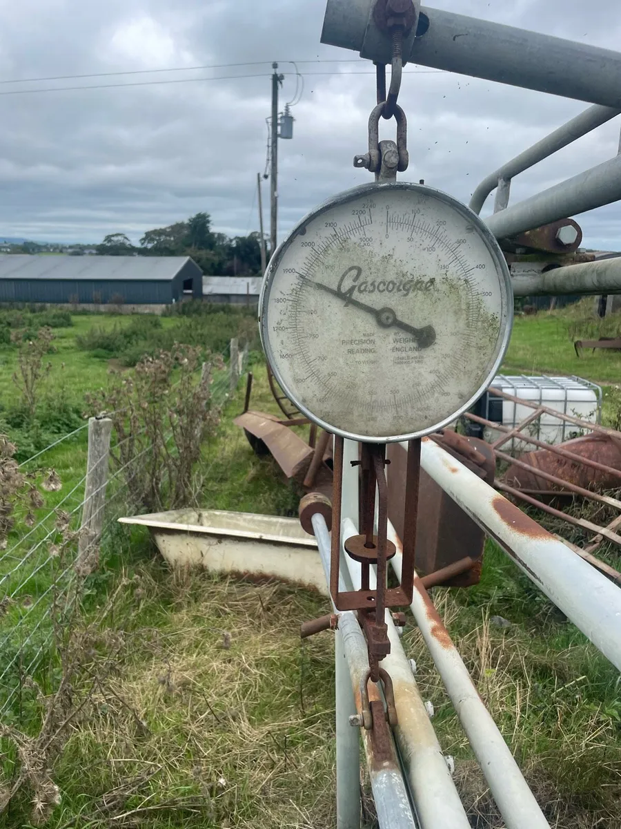 Livestock weighing scales - Image 4