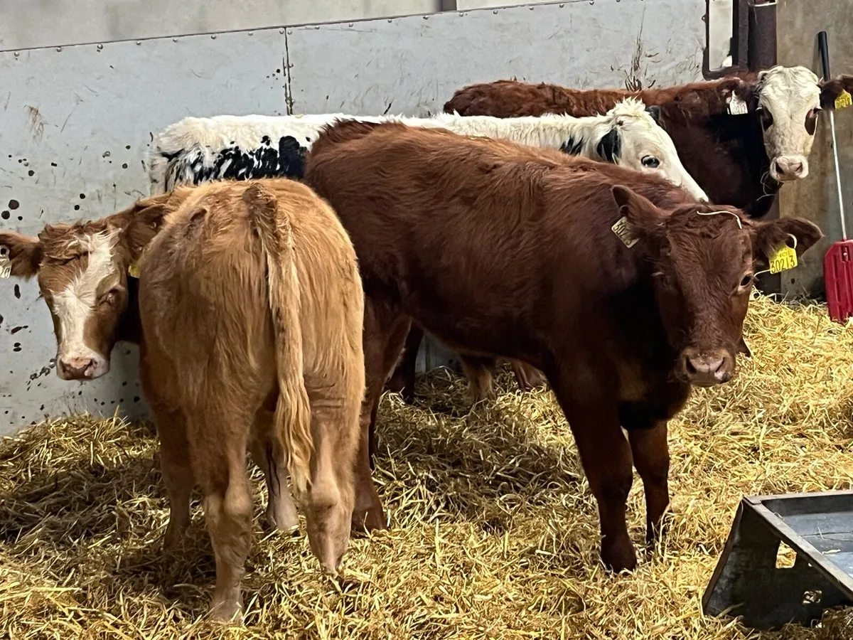 Suckler Bred Bull Weanlings - Image 1