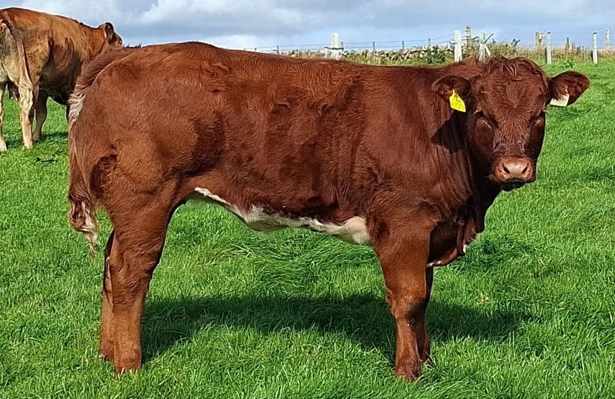 LIMOUSIN & BELGIAN BLUE WEANLING SHOW & SALE 21st - Image 1