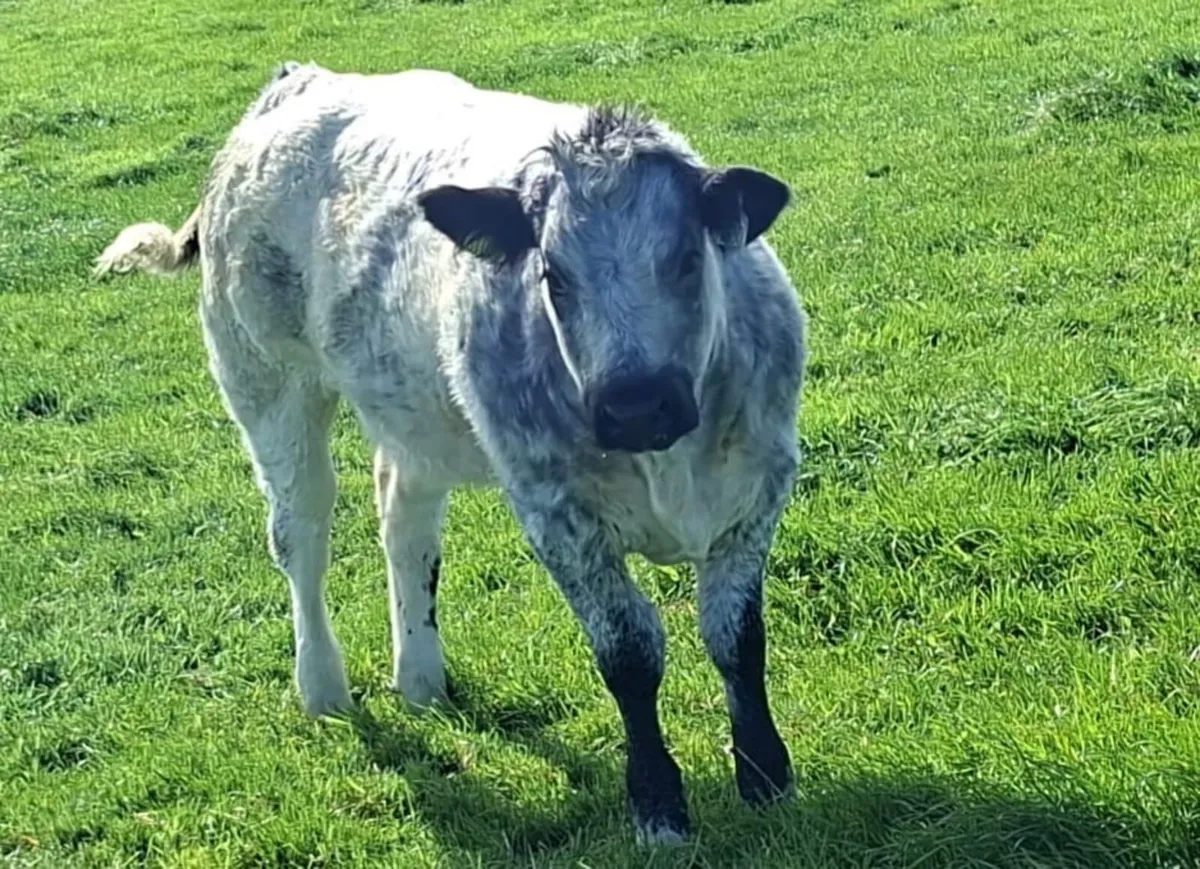LIMOUSIN & BELGIAN BLUE WEANLING SHOW & SALE 21st - Image 2