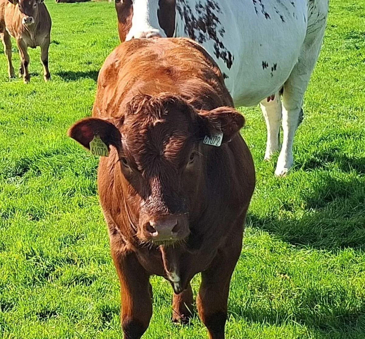 LIMOUSIN & BELGIAN BLUE WEANLING SHOW & SALE 21st - Image 3