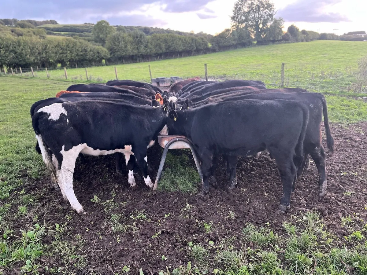 SUPER FEB/MARCH ANGUS HEIFER WEANLINGS - Image 2