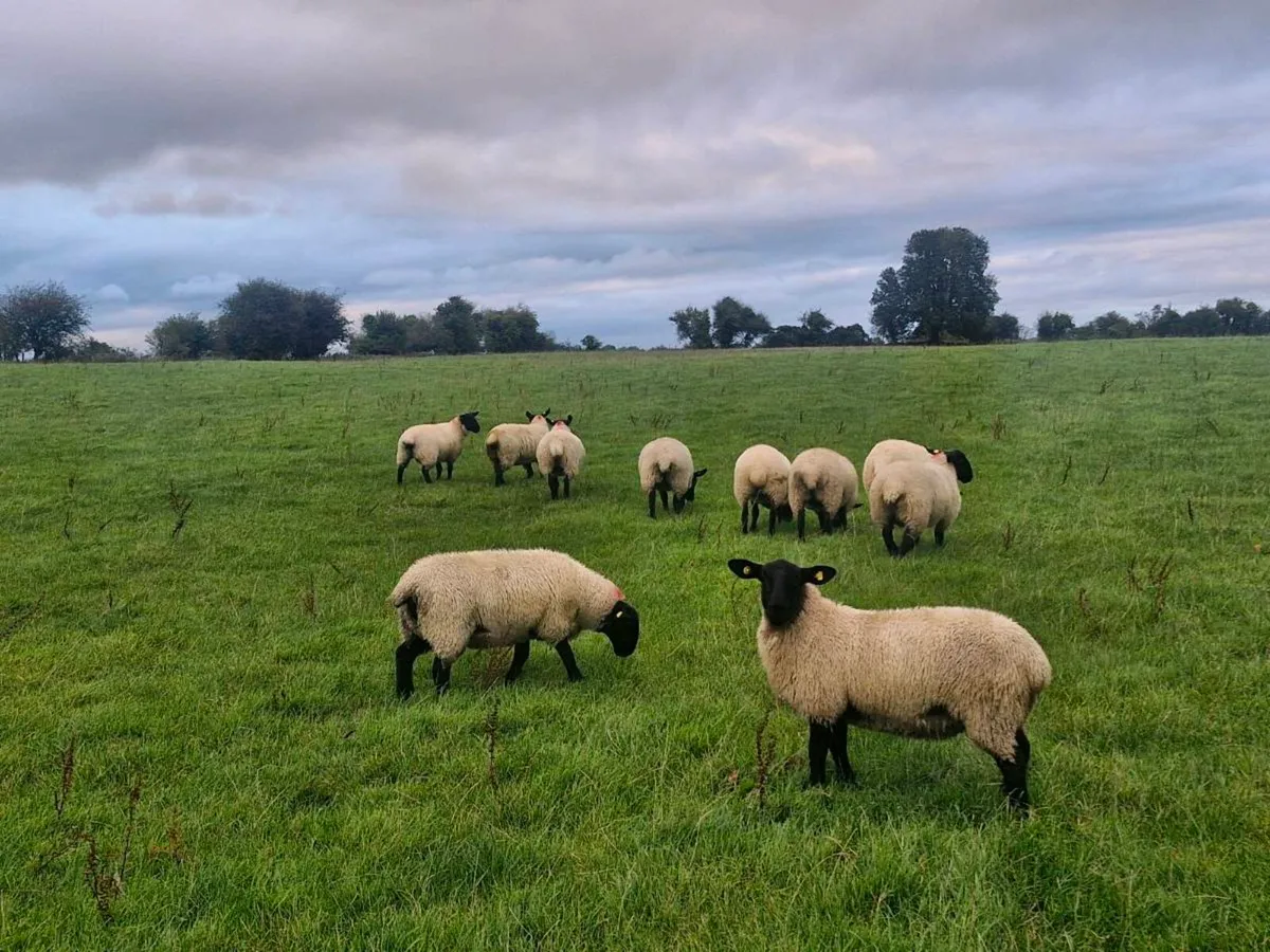 10  Suffolk Cross Ewe lambs Mountbellew Mart - Image 1