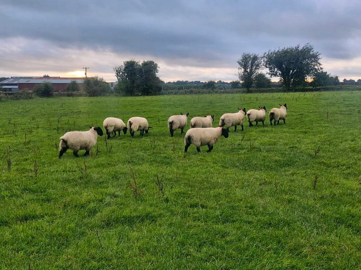 10  Suffolk Cross Ewe lambs Mountbellew Mart - Image 3