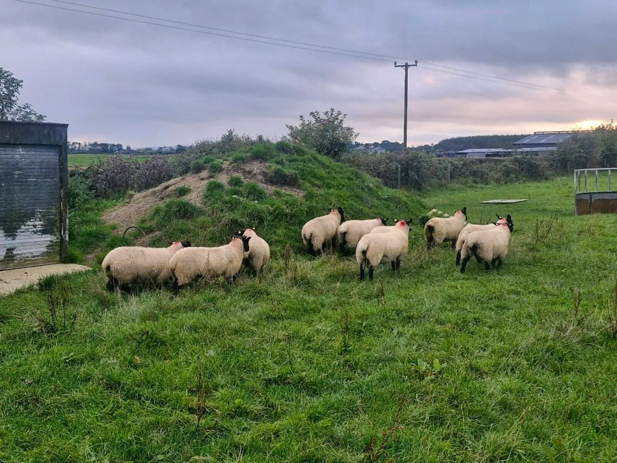 10  Suffolk Cross Ewe lambs Mountbellew Mart - Image 4