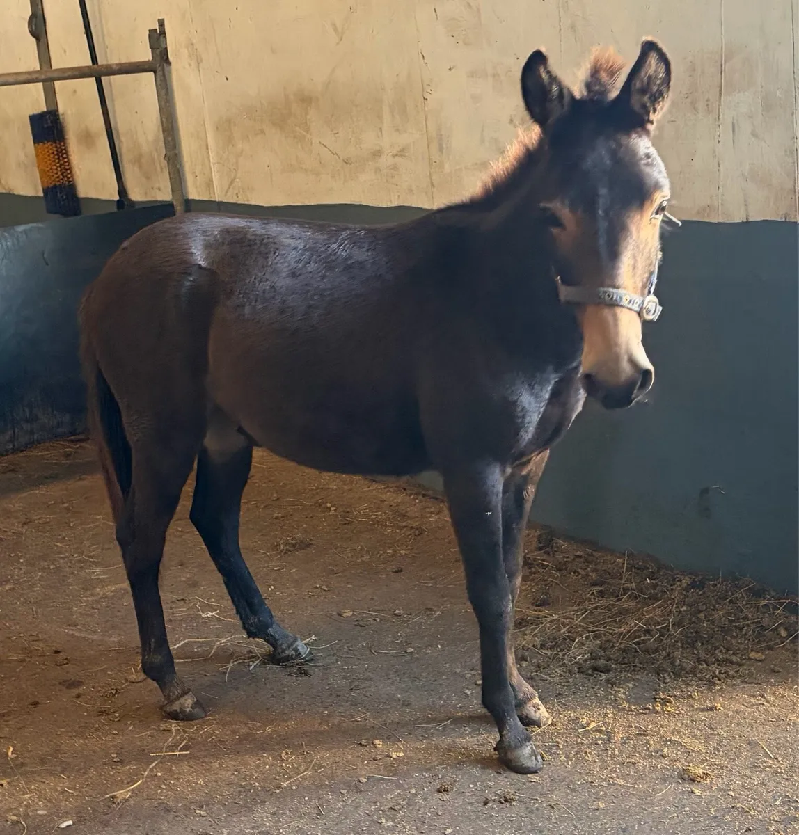 Gelding donkey and Mule - Image 2