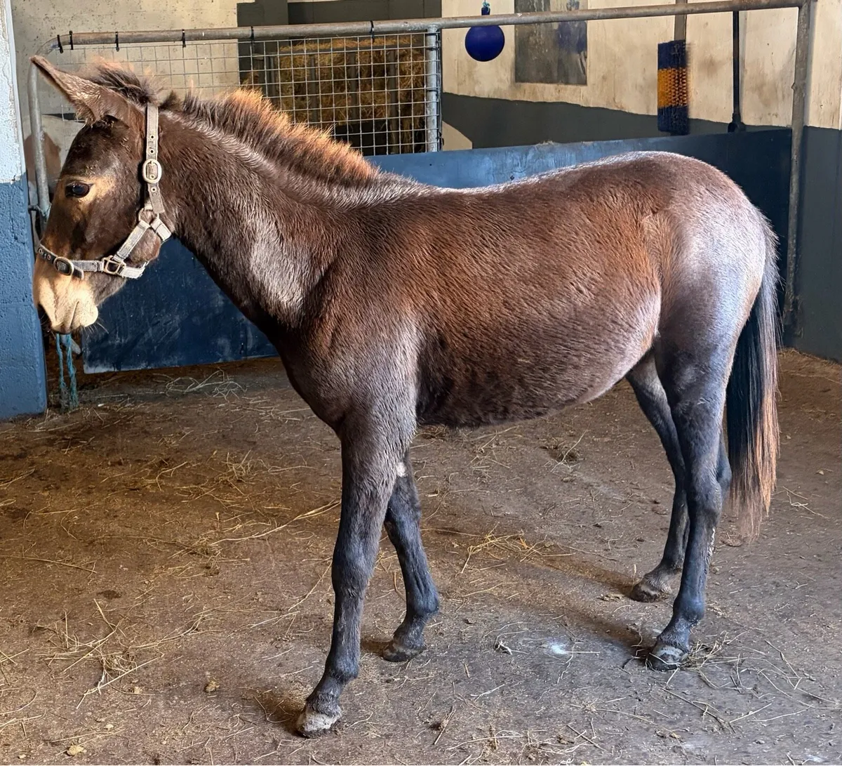 Gelding donkey and Mule - Image 3