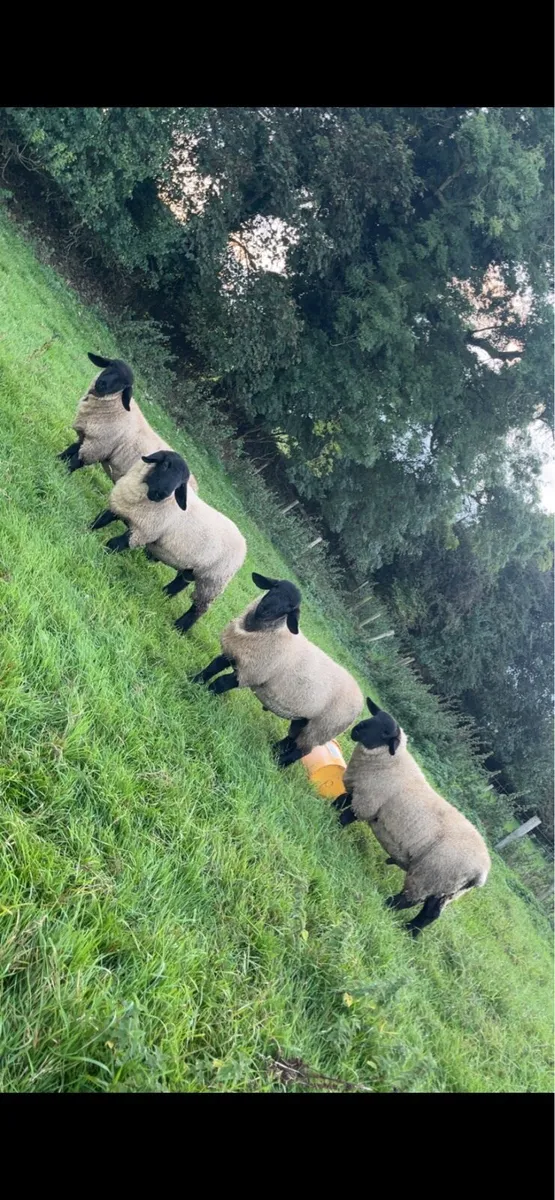 Pb Suffolk ram lambs - Image 1