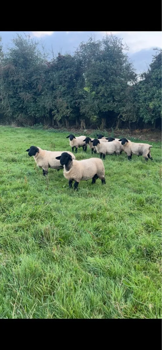 Pb Suffolk ram lambs - Image 2