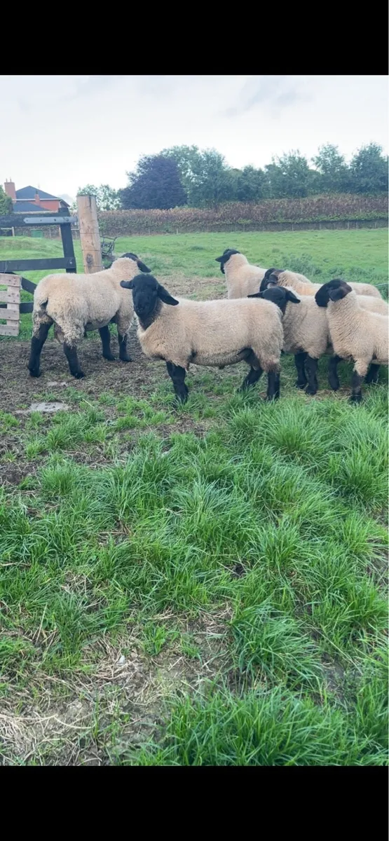 Pb Suffolk ram lambs - Image 3