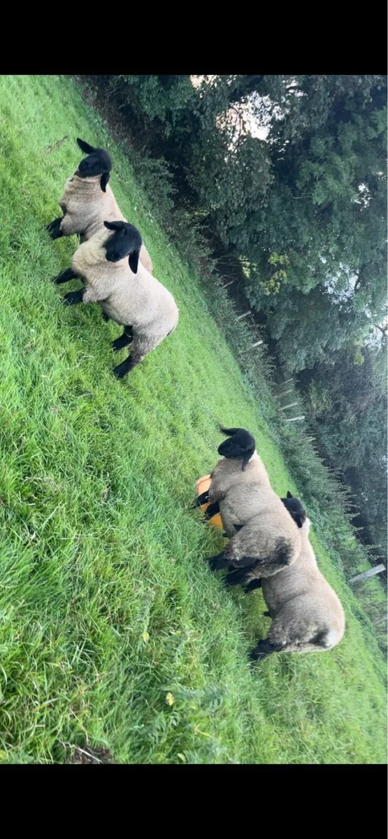 Pb Suffolk ram lambs - Image 4