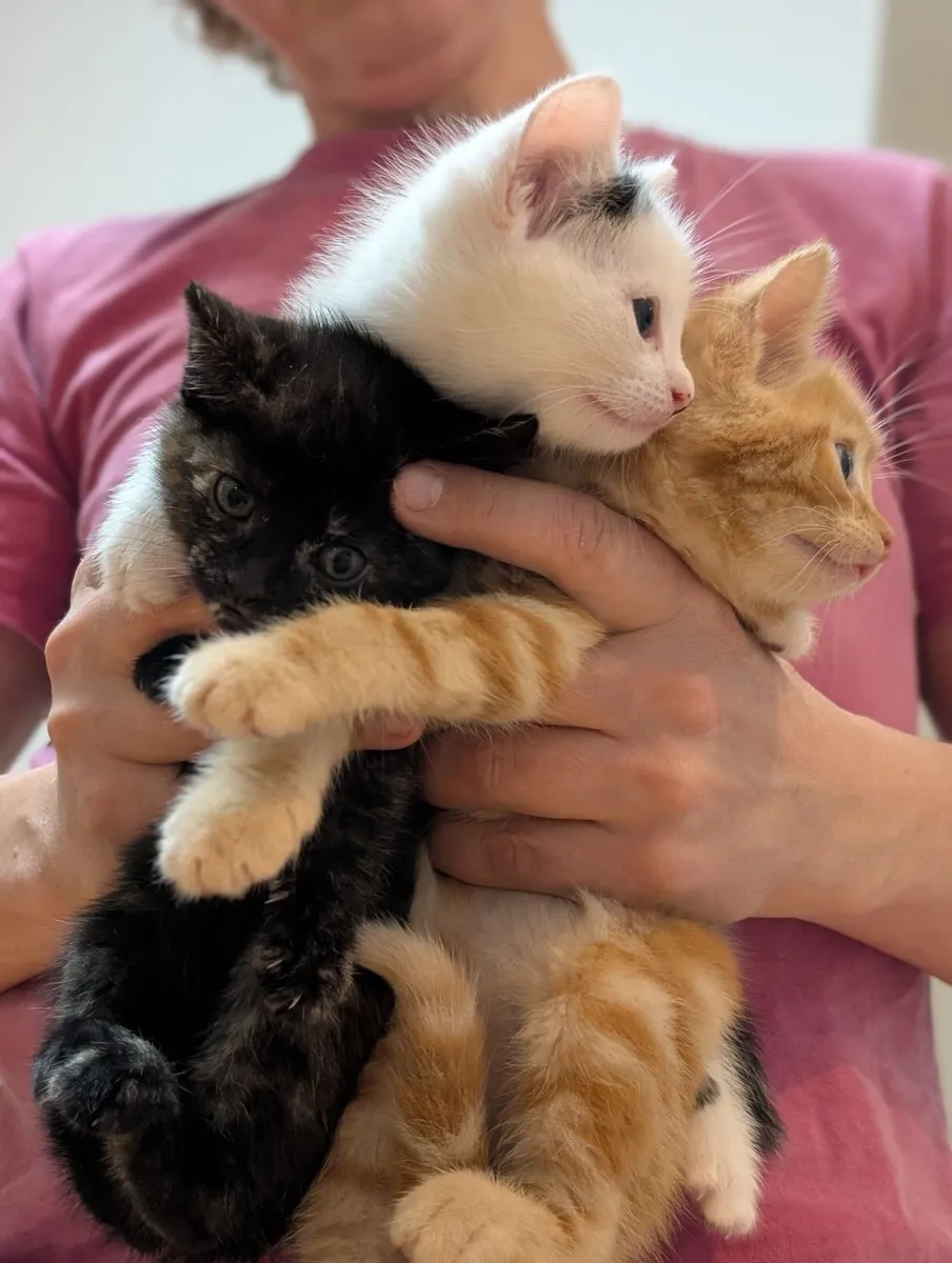 Kittens - Image 4