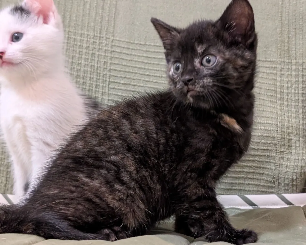 Kittens - Image 3