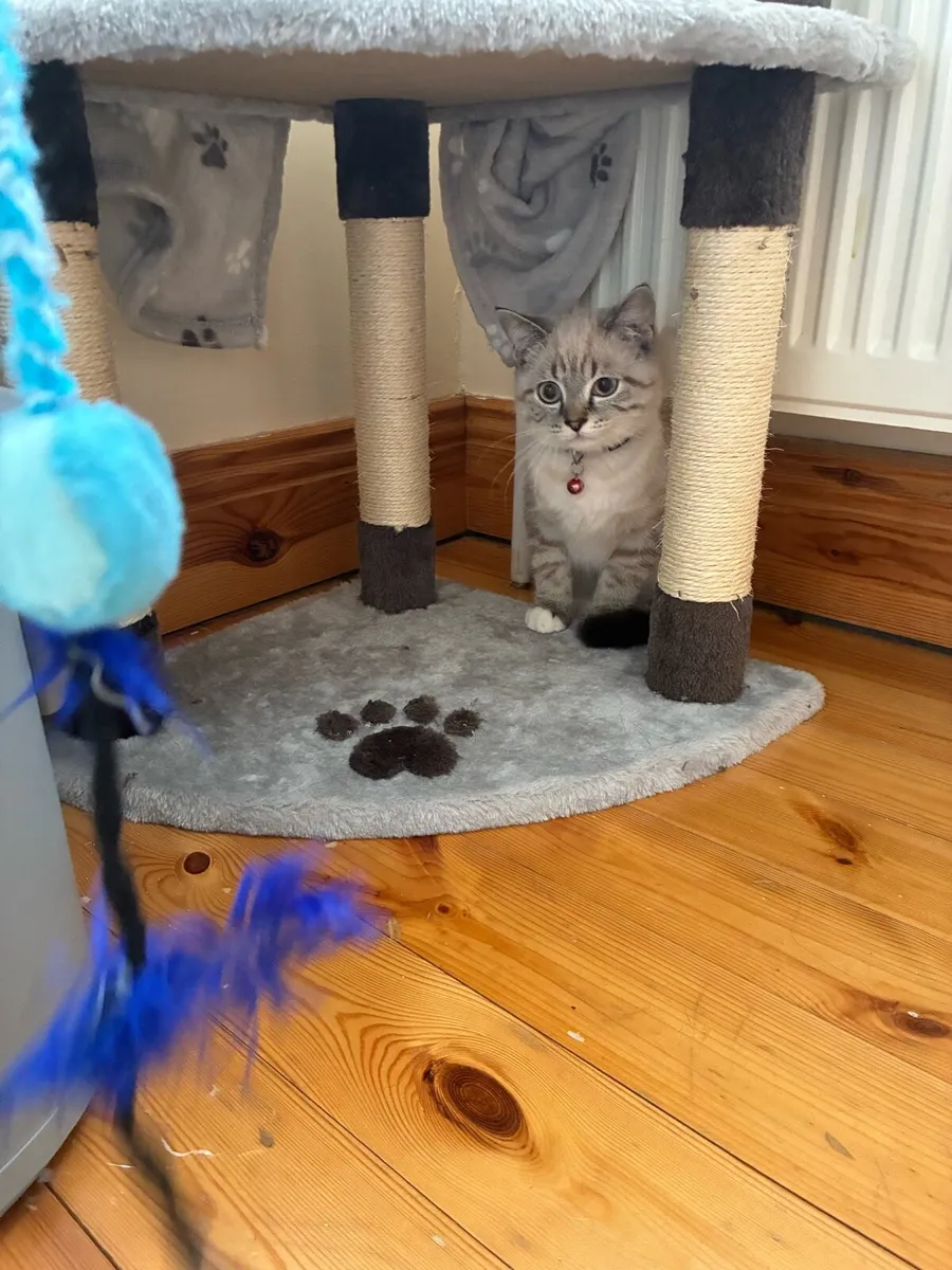 Scottish cat - Image 2