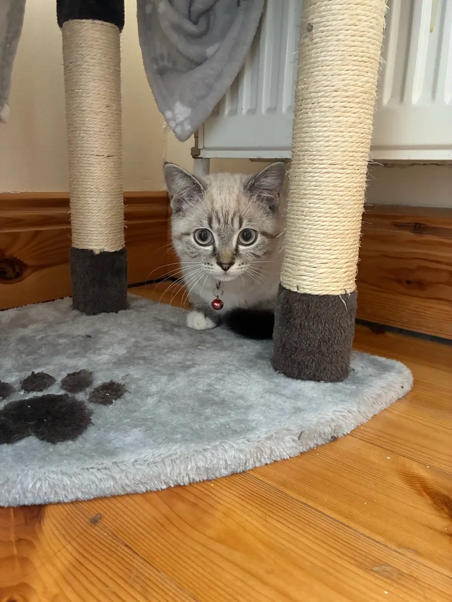 Scottish cat - Image 1