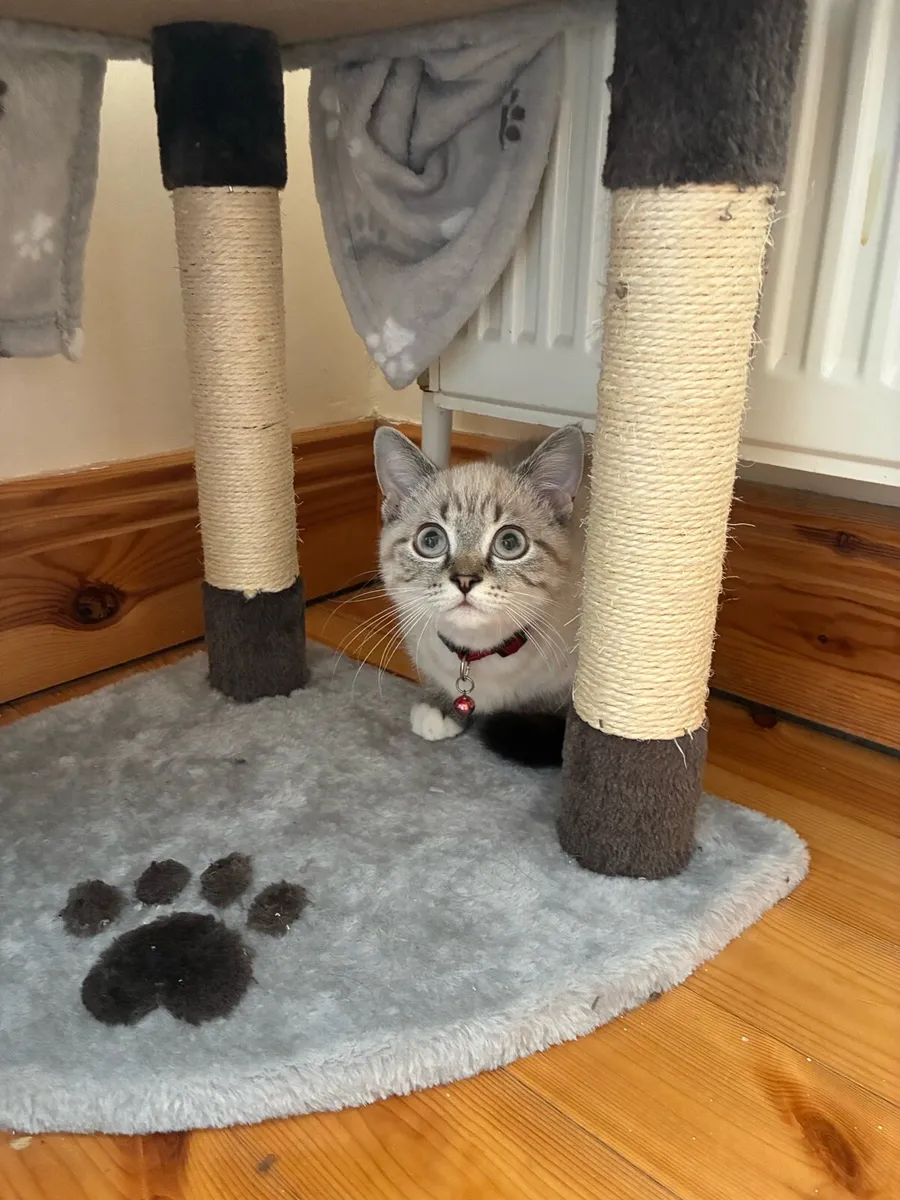 Scottish cat - Image 3