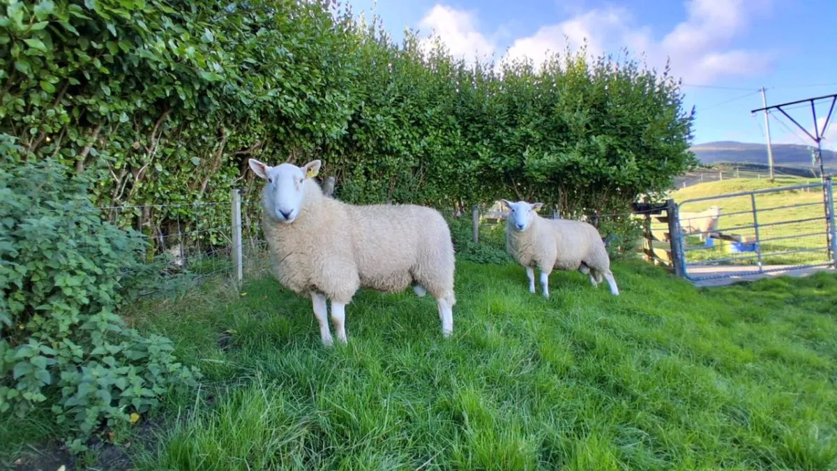 Organic Cheviot Rams - Image 2