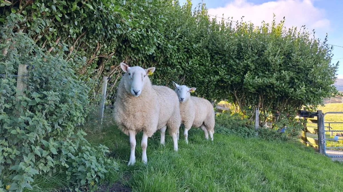 Organic Cheviot Rams - Image 3