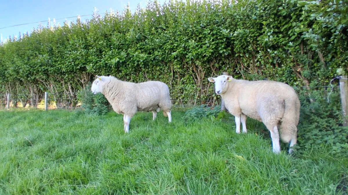 Organic Cheviot Rams - Image 1