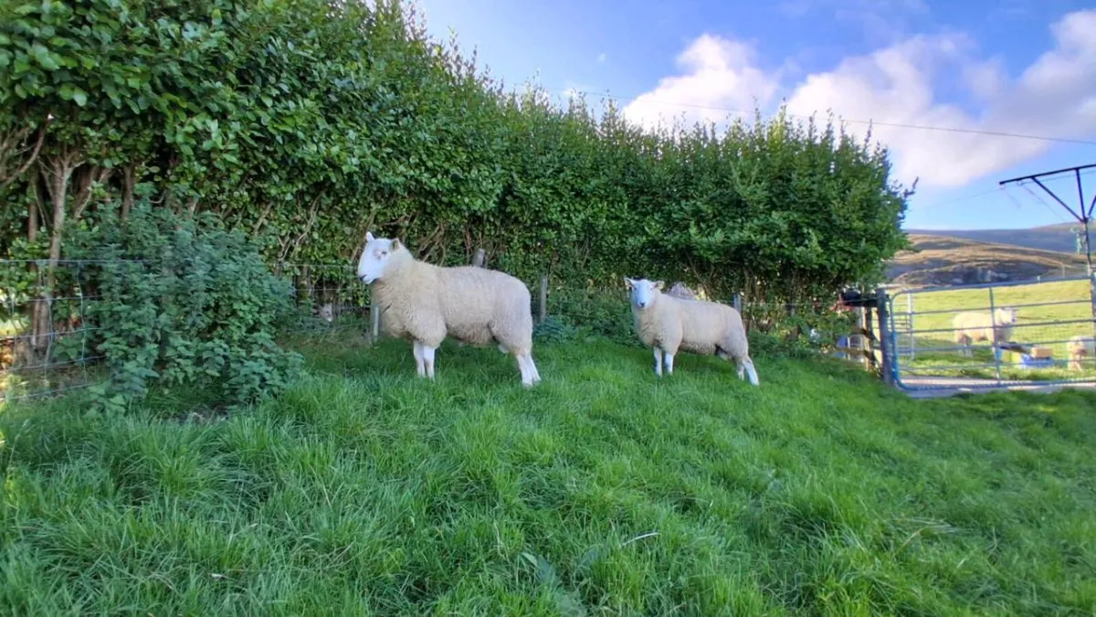Organic Cheviot Rams - Image 4