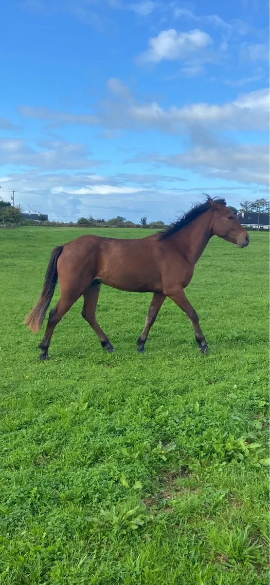 3 yr old connemara bay gelding - Image 1