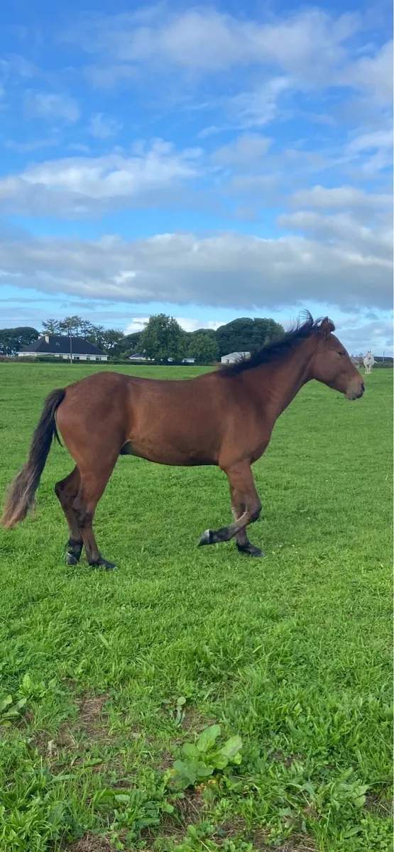 3 yr old connemara bay gelding - Image 2