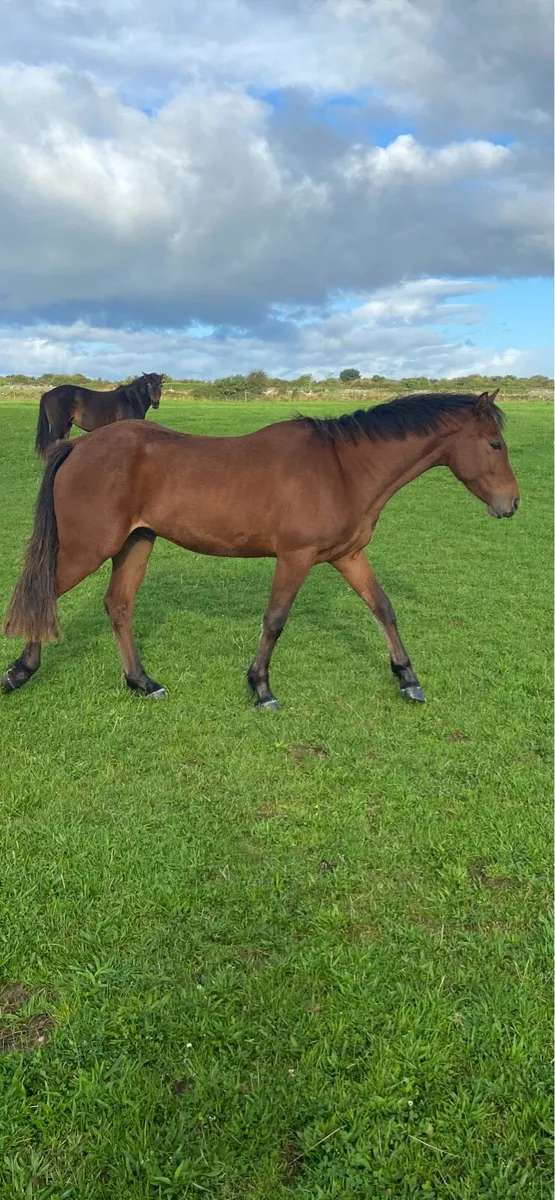 3 yr old connemara bay gelding - Image 3