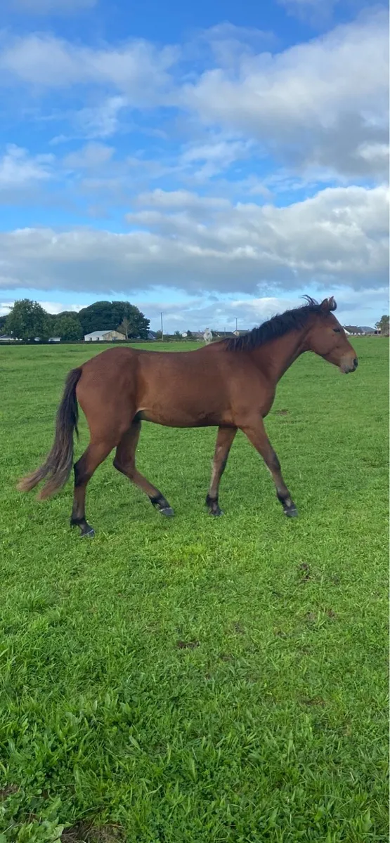 3 yr old connemara bay gelding - Image 4