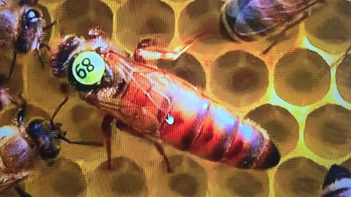Queen  bee🐝 - Image 1