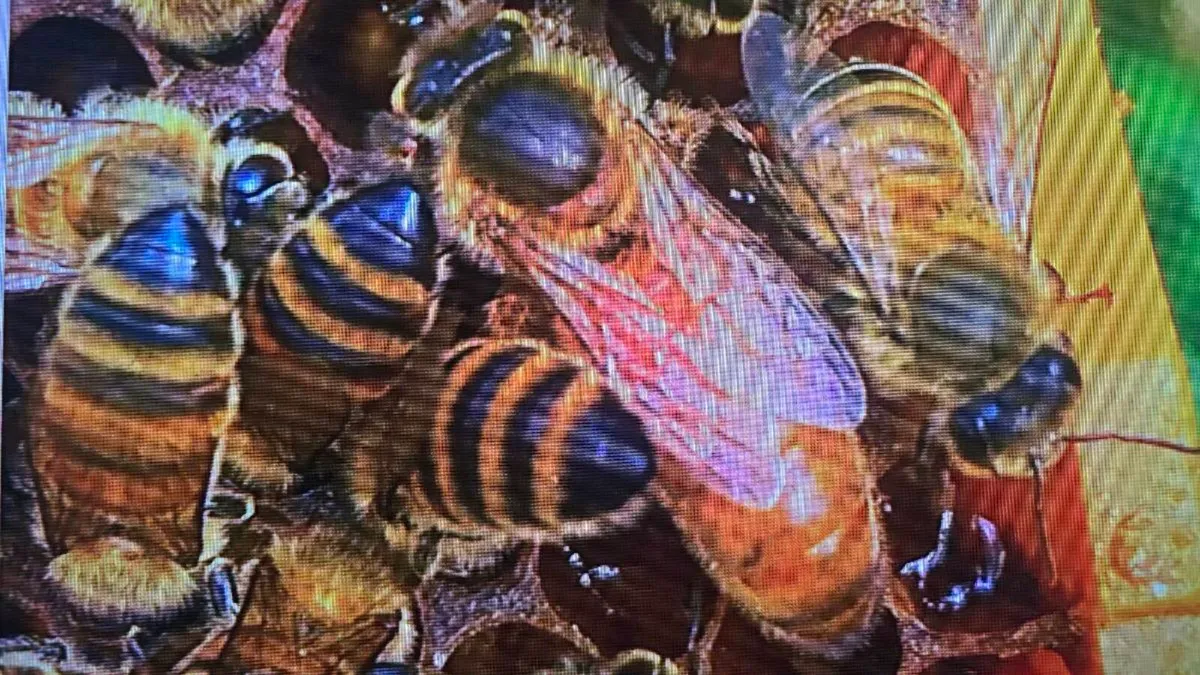 Queen  bee🐝 - Image 2