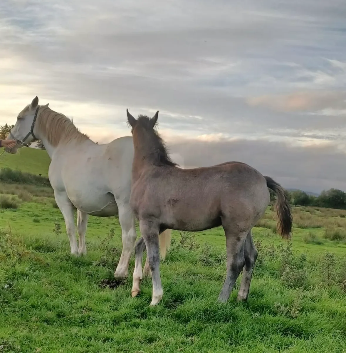 Irish Draught Mare and Colt Foal - Image 3